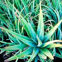 Aloe Vera to soothe digestive tract