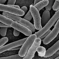 Lactobacillus Acidophilus for metabolic function